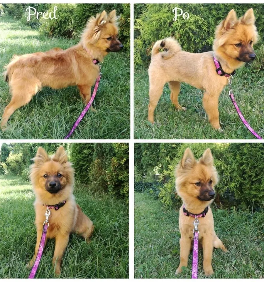 Špic a pomeranian pred a po úprave, salón Pokojná labka